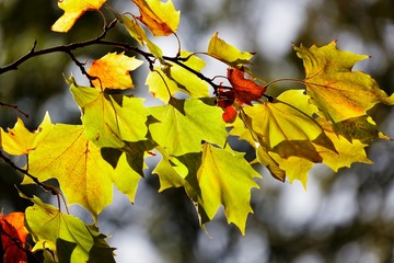 Beautiful autumn yellow leaves