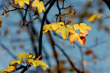 Beautiful autumn yellow leaves