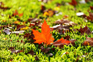 Beautiful autumn yellow leaves