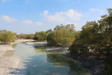 tree or plants in mangrove forests of Al Jubail Islands, Abu Dhabi, UAE