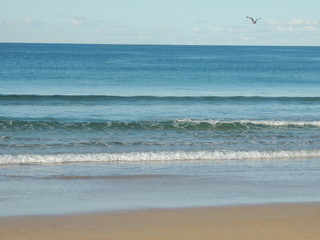 Beautiful beach, wave and flying bird