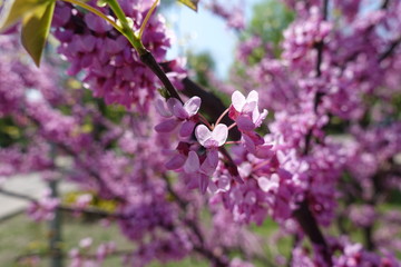 Closeup of pink flowers of Cercis canadensis in April