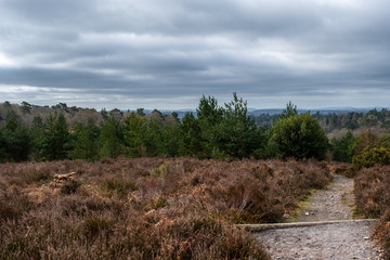 Hindhead common March 2020