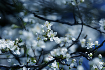 lovely flowers on fruit branches