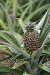 Obraz premium Ripe Bananas in the Forest (Wild)