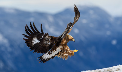 Norwegian golden eagle (Aquila chrysaetos) in winter snow