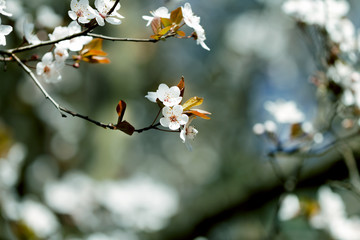 lovely flowers on fruit branches