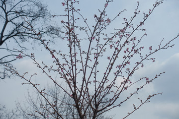 Beginning of florescence of Japanese cherry tree in March
