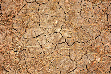 dry land and dried herbs. famine, thirst, background