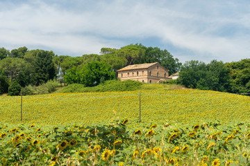 Plakat Rural landscape near Treia, Marches