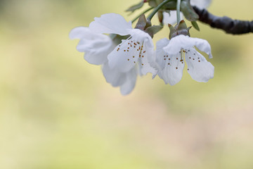 Cherry blossoms close up