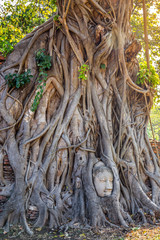 Buddha Head in Tree Roots at Wat Mahathat Temple Ayutthaya Thailand. Is the most popular place for foreign tourists.
