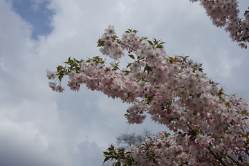 Lush light pink flowers of Japanese cherry tree in April
