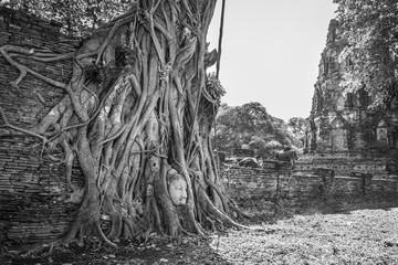 Buddha Head in Tree Roots at Wat Mahathat Temple Ayutthaya Thailand. Is the most popular place for foreign tourists. Black and White