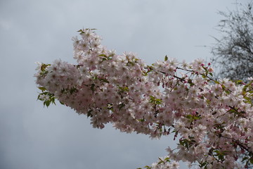 Numerous light pink flowers on branches of Japanese cherry tree in April