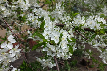 A lot of white flowers of sweet cherry in April
