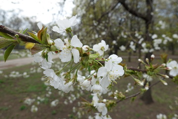 Branch of blossoming sweet cherry tree in April