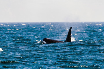 Fototapeta premium 知床の野生動物