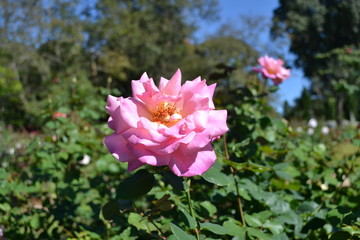 pink rose flower in the field, rose blooming, romantic pink rose