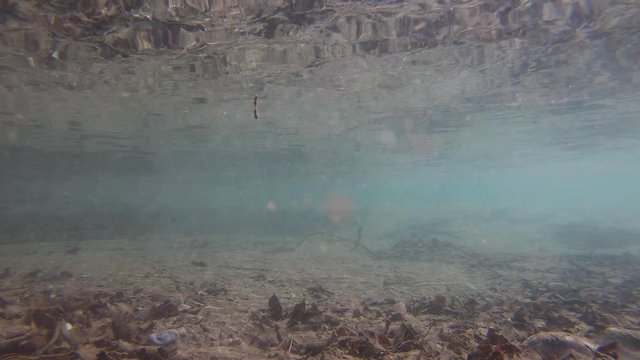 Slow Motion Underwater View River Bed Covered With Leaves And Pebbles. Rock Falling Into Water Causing Bubbles. Particles Floating