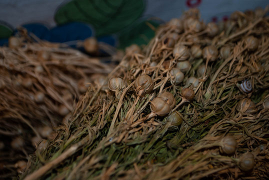 Close-up of Peganum harmala in a local street market in the village. Dried herbs and spices shop. Herbs for medical treatment. Exploring villages of Azerbaijan