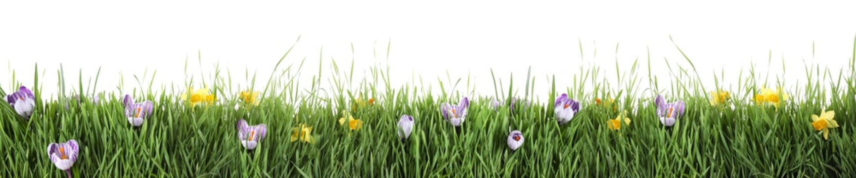 Fresh green grass and flowers on white background, banner design. Spring season