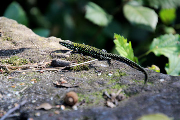 Colorful lizard on the stone