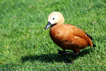 Cute duck is walking on the grass