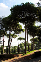 Gorgeous tall tress in the park 