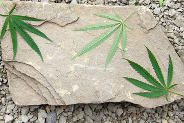 green cannabis leaves. three fresh green leaf wild hemp. marijuana