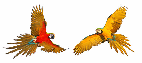Colorful macaw parrots isolated on white.