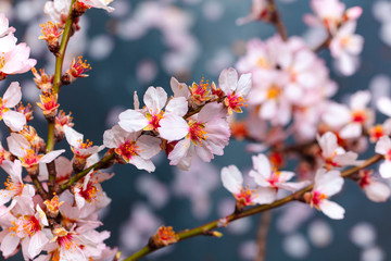 Fototapeta premium spring flowers, colorful flowers background. spring fruit trees, blooming.
