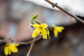 Yellow spring flowers  on thin branches.