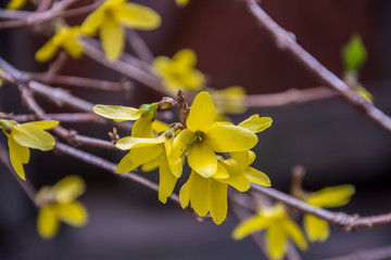 Yellow spring flowers  on thin branches.