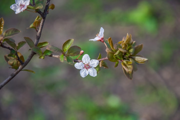 Spring early flowers on trees in the city.