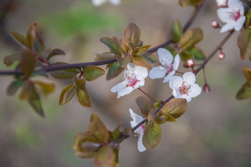 Spring early flowers on trees in the city.