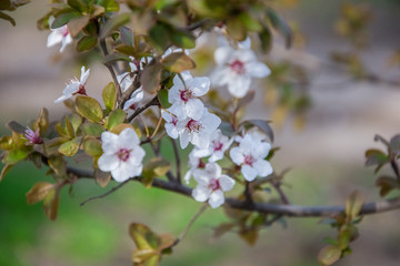 Spring early flowers on trees in the city.