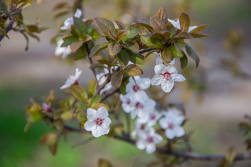 Spring early flowers on trees in the city.