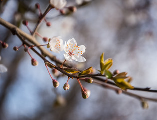 Spring early flowers on trees in the city.