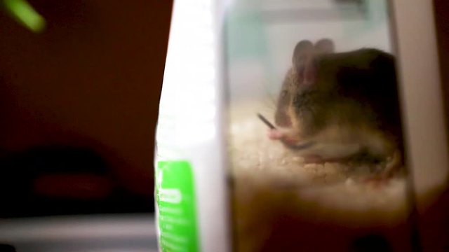A mouse was trapped in a bag with rice