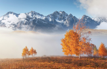 Shiny tree on a hill slope with sunny beams at mountain valley covered with fog. Gorgeous morning scene. Red and yellow autumn leaves. Carpathians, Ukraine, Europe. Discover the world of beauty