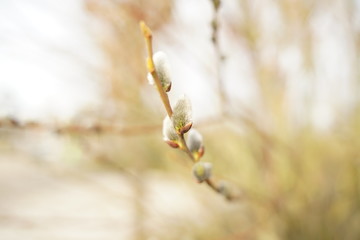 Close up of catkins of Great sallow in spring 