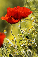 Beautiful spring flowers  