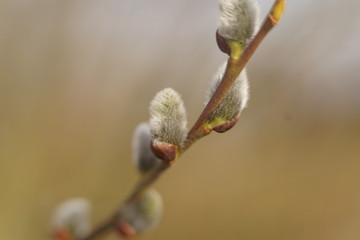 Close up of catkins of Great sallow in spring 