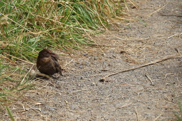 Oiseau de Nouvelle Zélande
