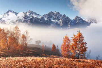 Majestic landscape with autumn trees in misty forest. Carpathian, Ukraine, Europe. Beauty world