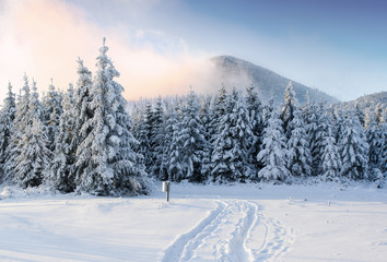 Fototapeta na wymiar Majestic landscape with forest at winter time. Scenery background