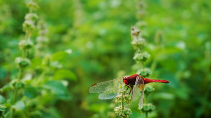 dragonfly on flower