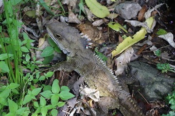 Le tuatara de Nouvelle Zélande