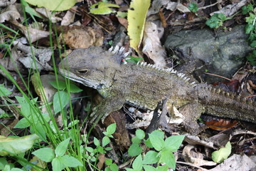 Le tuatara de Nouvelle Zélande